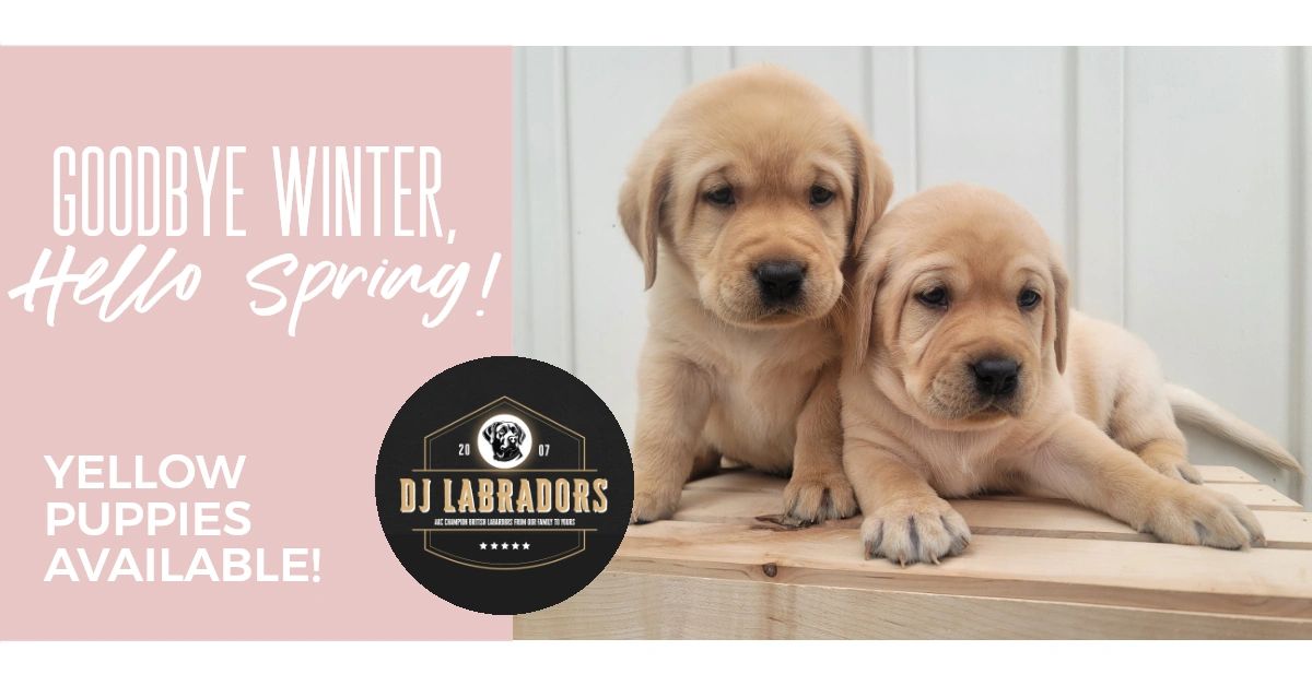 Find a deals labrador puppy